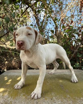 Cuccioli pitbull ukc