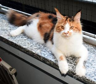 Cuccioli Maine Coon