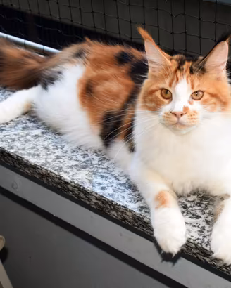 Cuccioli Maine Coon