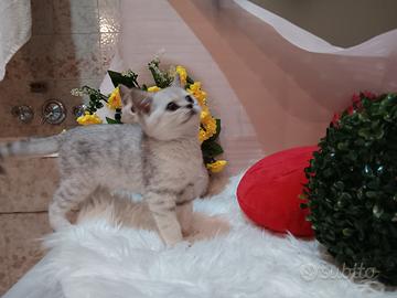 cuccioli di scottish 