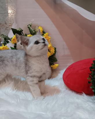 cuccioli di scottish 