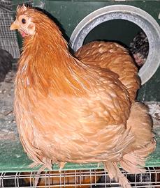 Polli ornamentali: cocincina nana