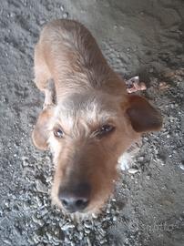 Cane da caccia
