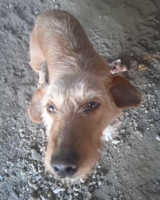 Cane da caccia