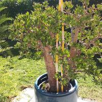 Crassula Ovata Hobbit