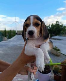 Beagle tricolore