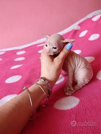 Cuccioli di Canadian sphynx