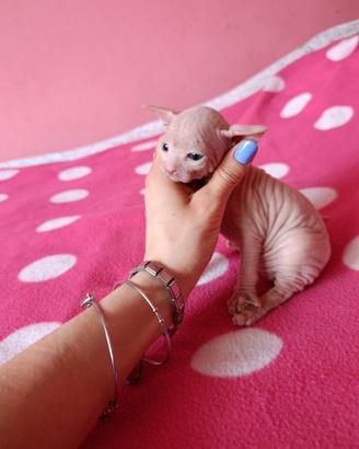 Cuccioli di Canadian sphynx