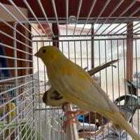 Coppia di canarini maschi giovani