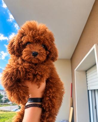 Femminuccia con pedigree