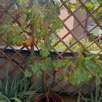 piante medie e grandi in vaso