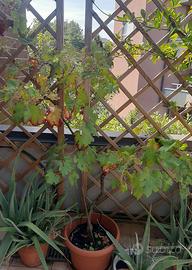 piante medie e grandi in vaso