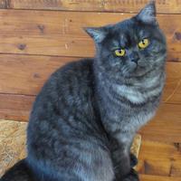 Gatti british shorthair