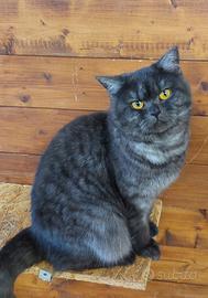 Gatti british shorthair