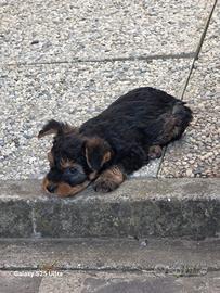 Cucciolo taglia piccola