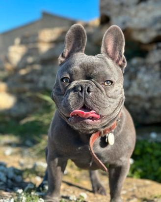 Bulldog francese blu per monta portatore lilac