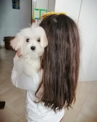 Cuccioli maltesi