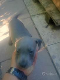 Pitbull