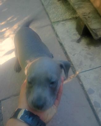 Pitbull