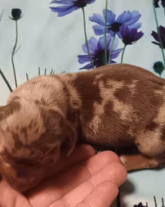 Cuccioli di Bassotto nano 