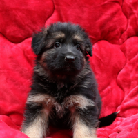 Femmine di pastore tedesco