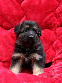 Femmine di pastore tedesco