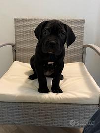 Cane corso prima scelta con pedigree