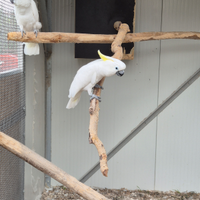 Cacatua triton