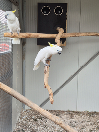 Cacatua triton