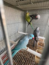 Maschi giovani e adulti parrocchetti dal collare