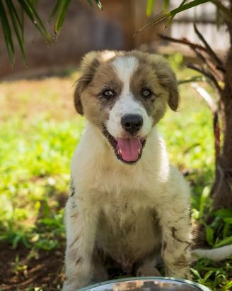 Cucciolo Pastore australiano x Border collie