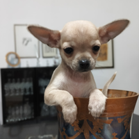 Chihuahua maschio total cream