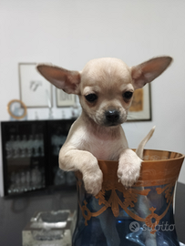 Chihuahua maschio total cream