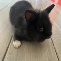 Cuccioli di coniglio nano
