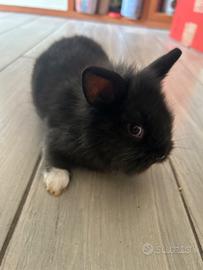 Cuccioli di coniglio nano