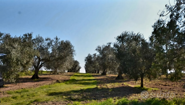 Terreno Agricolo con vigna e uliveto