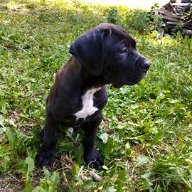 Cuccioli di cane corso maschi