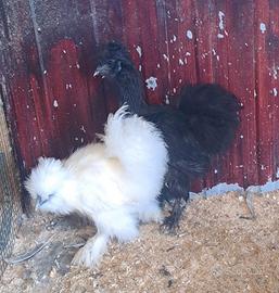 Galline Moroseta femmine 4 mesi