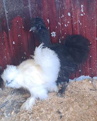 Galline Moroseta femmine 4 mesi