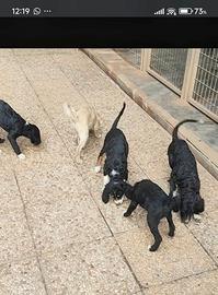Cuccioli di Riccio San Miniato