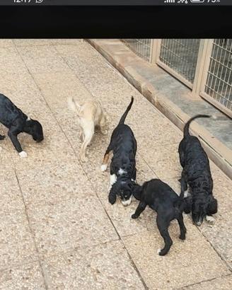 Cuccioli di Riccio San Miniato
