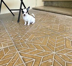 Ultimo cucciolo di chihuahua toy