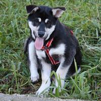 Puffosa cucciola 4 mesi in adozione