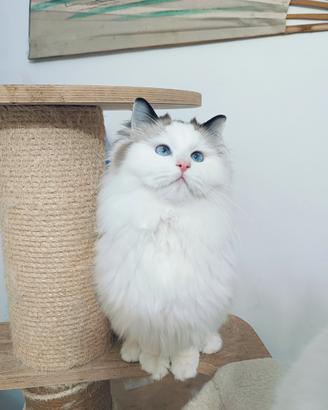 Ragdoll