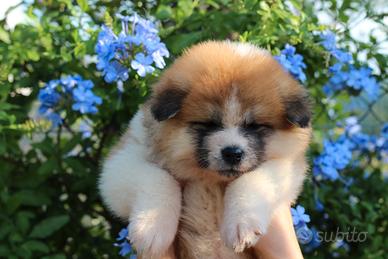 Akita inu