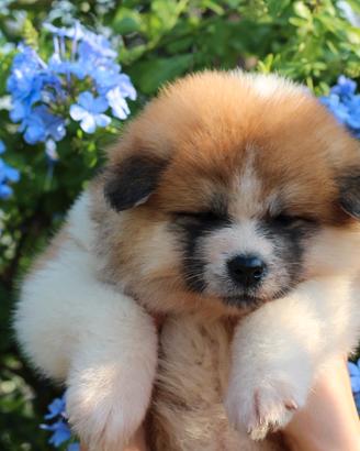 Akita inu