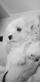Maltese maschio