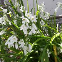 25 piantine di Allium Triquetrum a 7 euro