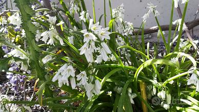 25 piantine di Allium Triquetrum a 7 euro