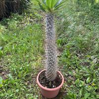 PACHYPODIUM LAMEREI